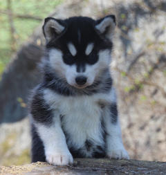 Siberian Husky Nordic Fire