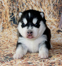 Siberian Husky Nordic Fire