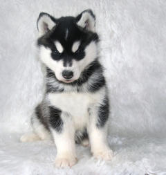 Siberian Husky Nordic Fire