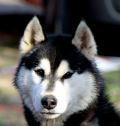 Siberian Husky Nordic Fire