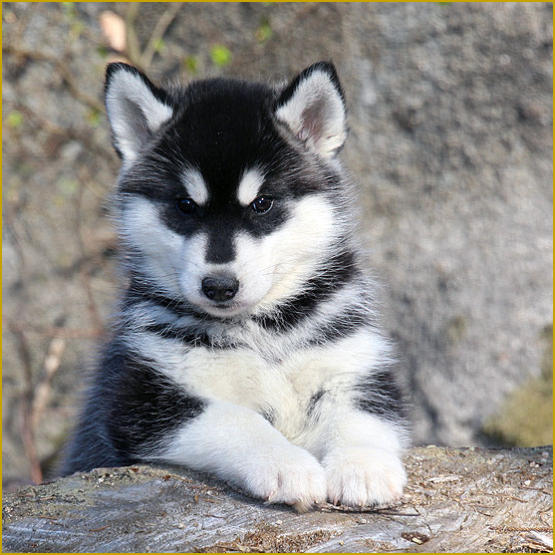 Siberian Husky Nordic Fire