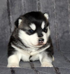 Siberian Husky Nordic Fire