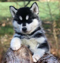 Siberian Husky Nordic Fire