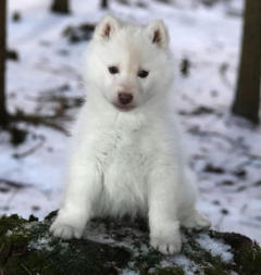 Siberian Husky Nordic Fire