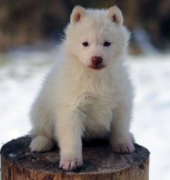 Siberian Husky Nordic Fire