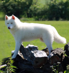 Siberian Husky Nordic Fire