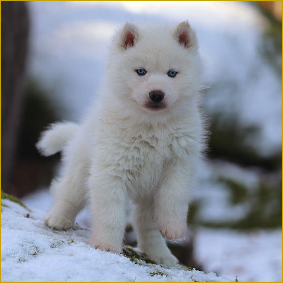 Siberian Husky Nordic Fire