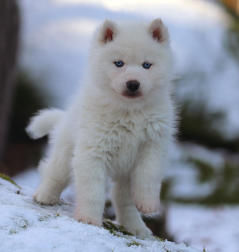 Siberian Husky Nordic Fire