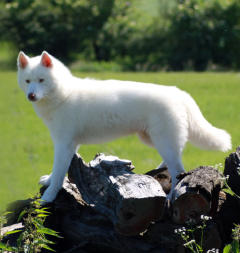 Siberian Husky Nordic Fire