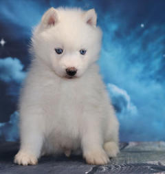 Siberian Husky Nordic Fire