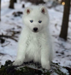 Siberian Husky Nordic Fire