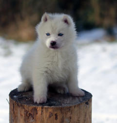 Siberian Husky Nordic Fire