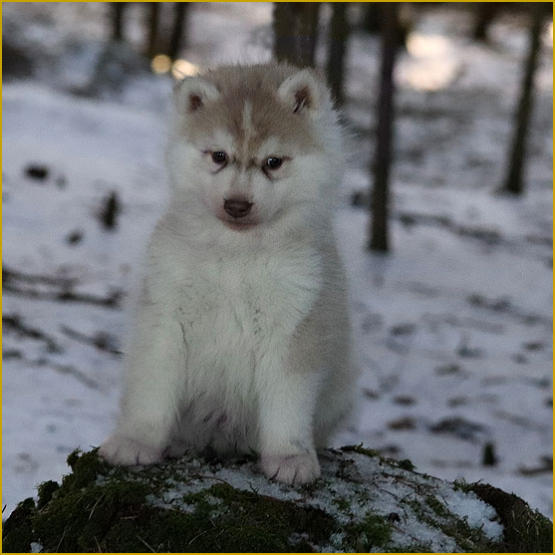 Siberian Husky Nordic Fire