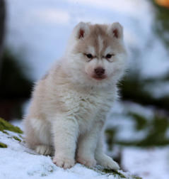 Siberian Husky Nordic Fire