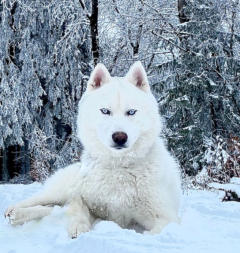 Siberian Husky Nordic Fire