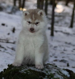 Siberian Husky Nordic Fire