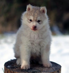 Siberian Husky Nordic Fire