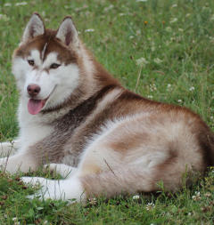 Siberian Husky Nordic Fire