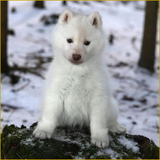 Siberian Husky Nordic Fire