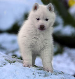 Siberian Husky Nordic Fire