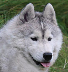 Siberian Husky Nordic Fire