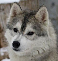 Siberian Husky Nordic Fire