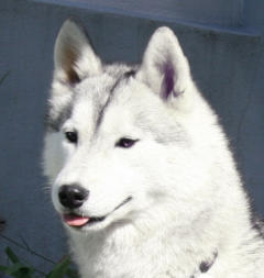 Siberian Husky Nordic Fire