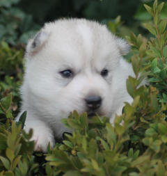 Siberian Husky Nordic Fire