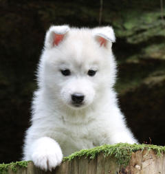 Siberian Husky Nordic Fire