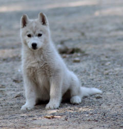 Siberian Husky Nordic Fire