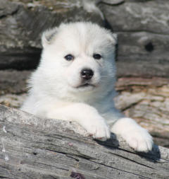 Siberian Husky Nordic Fire