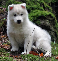 Siberian Husky Nordic Fire