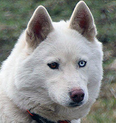 Siberian Husky Nordic Fire