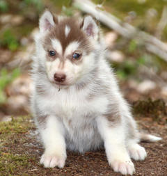 Siberian Husky Nordic Fire