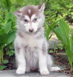 Siberian Husky Nordic Fire