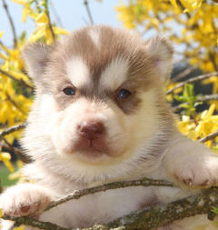 Siberian Husky Nordic Fire