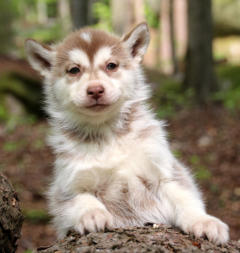 Siberian Husky Nordic Fire