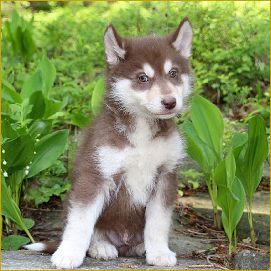 Siberian Husky Nordic Fire