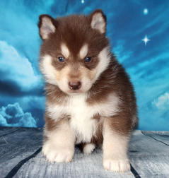 Siberian Husky Nordic Fire