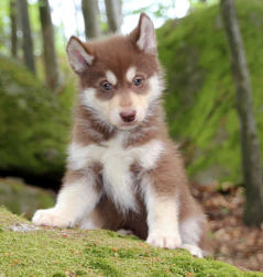 Siberian Husky Nordic Fire