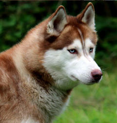 Siberian Husky Nordic Fire