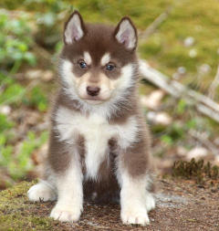 Siberian Husky Nordic Fire