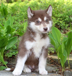 Siberian Husky Nordic Fire