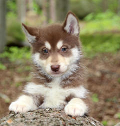 Siberian Husky Nordic Fire