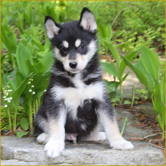 Siberian Husky Nordic Fire