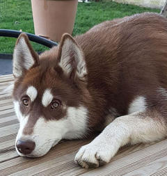 Siberian Husky Nordic Fire