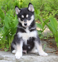 Siberian Husky Nordic Fire