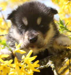 Siberian Husky Nordic Fire