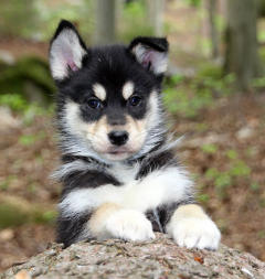 Siberian Husky Nordic Fire