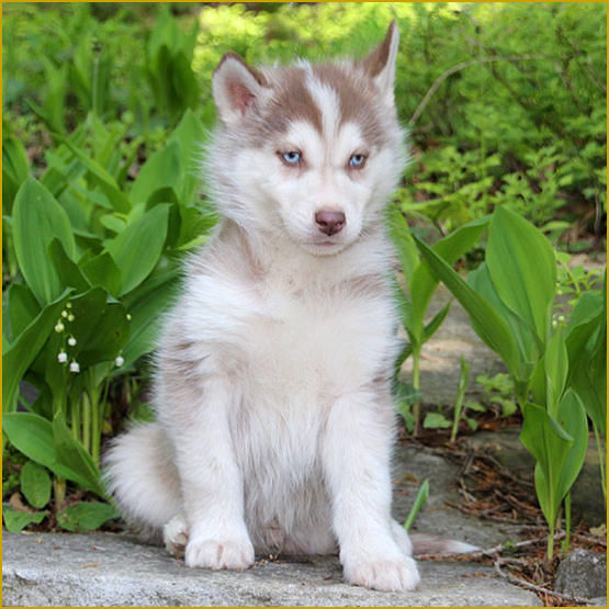 Siberian Husky Nordic Fire